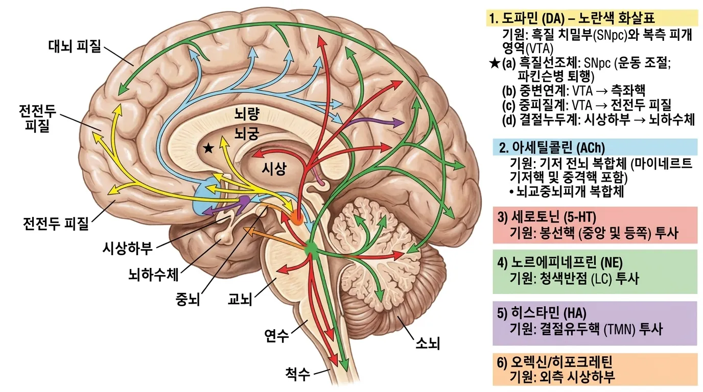 뇌의 신경전달물질 지도 — 6대 시스템